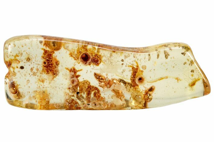 Polished Colombian Copal ( g) - Contains Termites & Beetle! #326736